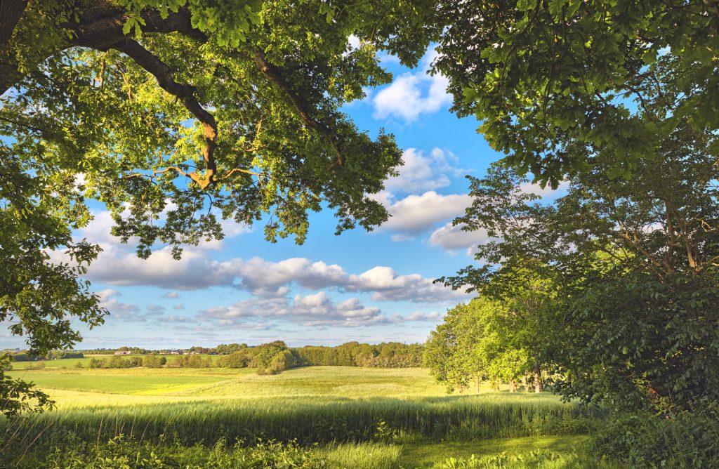 A photo of green and lush forest
